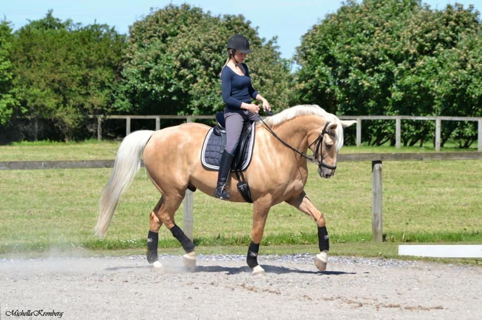 Palomino Marielunds gold melodyboy - Træning Juni 2013 billede 7