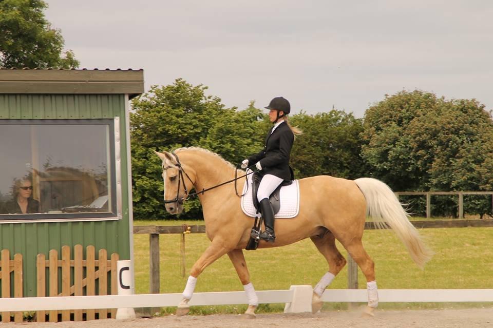 Palomino Marielunds gold melodyboy - Stævne Marts 2013 billede 20