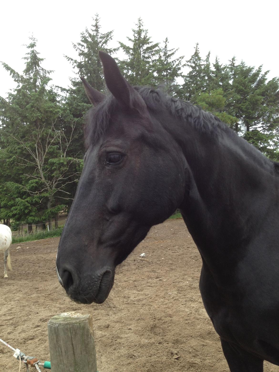 Oldenborg Sarah billede 13