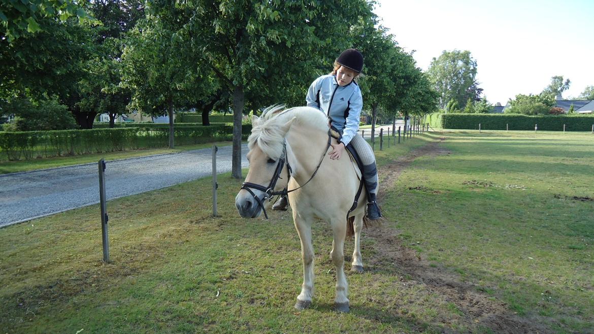 Fjordhest Ejerlykkes Corel [Part] billede 3