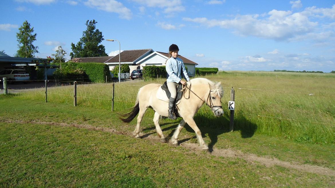 Fjordhest Ejerlykkes Corel [Part] billede 15