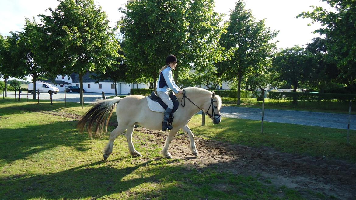 Fjordhest Ejerlykkes Corel [Part] - Normalt sidder jeg ikke så bøjet i ryggen, men tror hun tog hovedet ned :-P billede 8