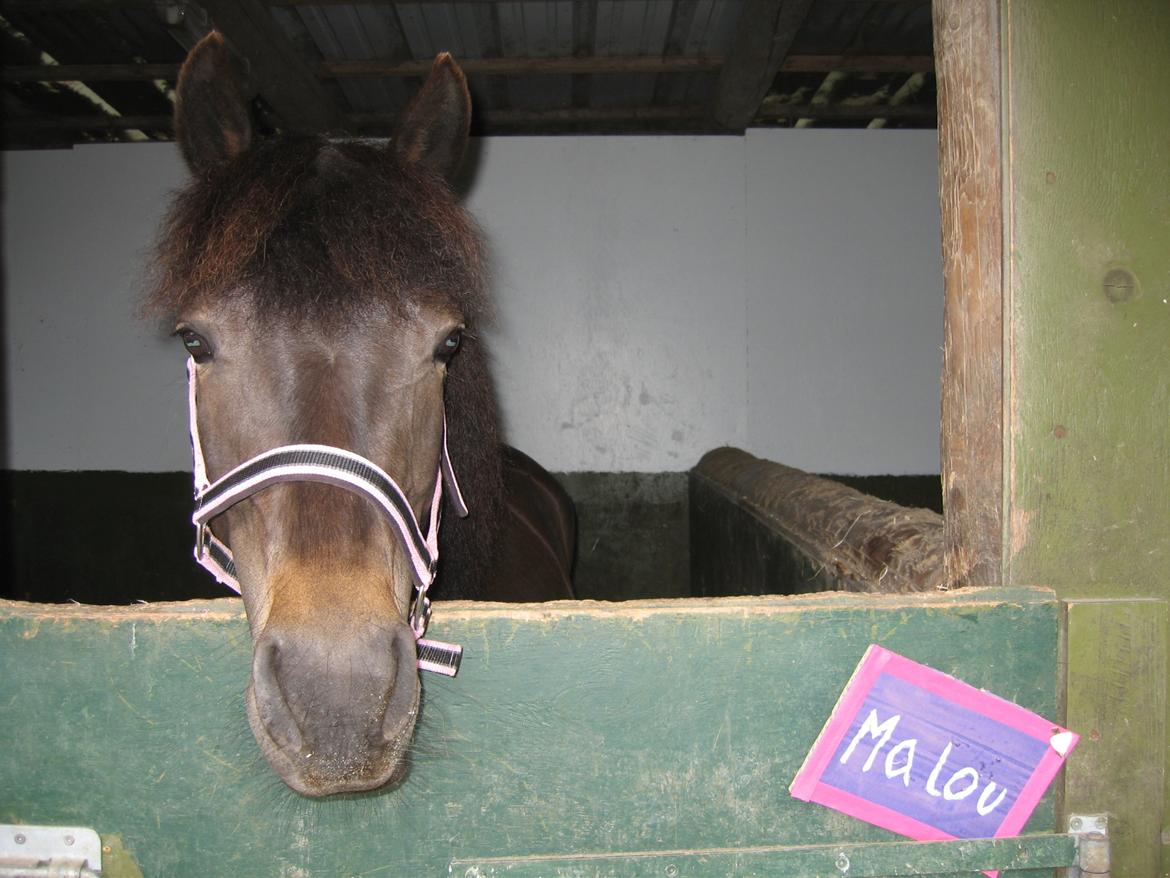 Anden særlig race Magic Malou <3<3 billede 7