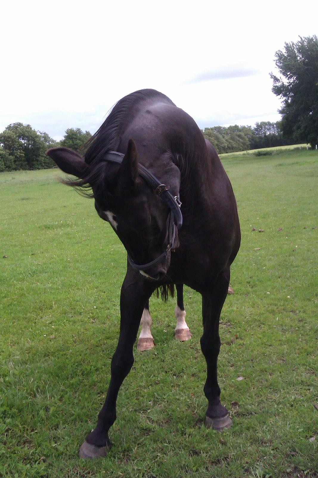 Oldenborg Connie billede 1