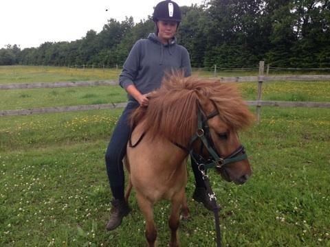 Islænder Baldur - så er tilridningen startet :) billede 16