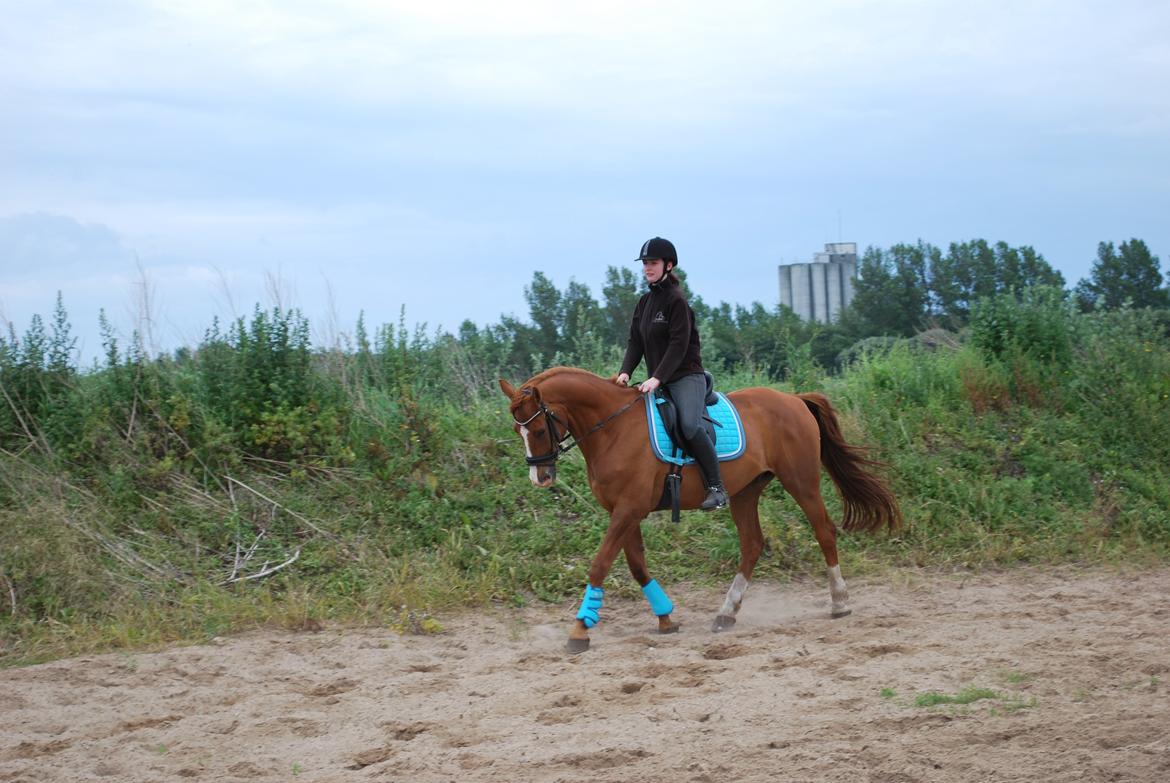 Anden særlig race Shiraz <3 billede 12