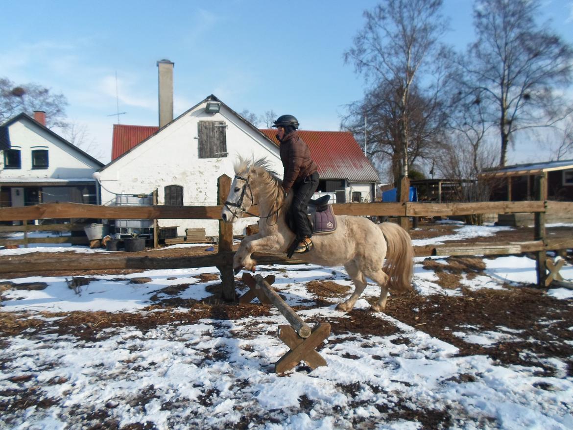 Anden særlig race Lucky billede 2
