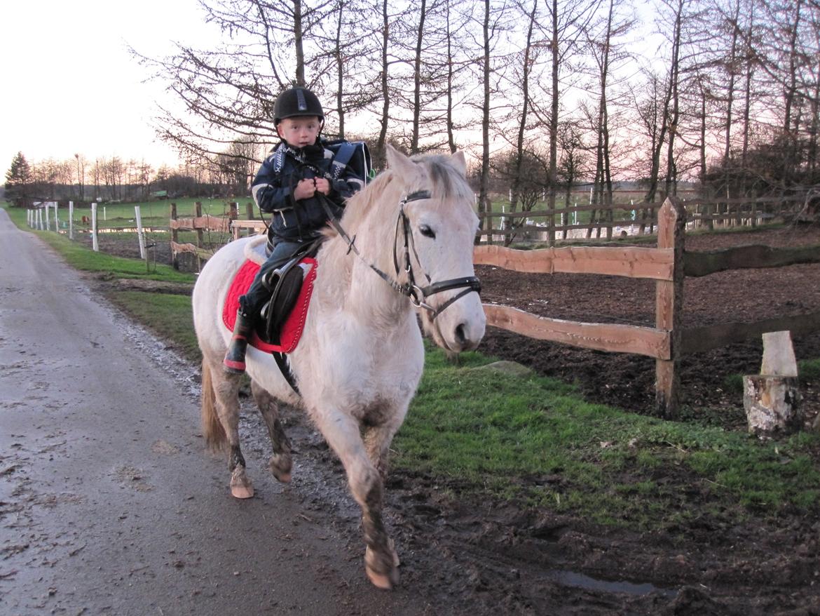 Anden særlig race Lucky - Jakob skridter af efter en skøn tur. billede 4