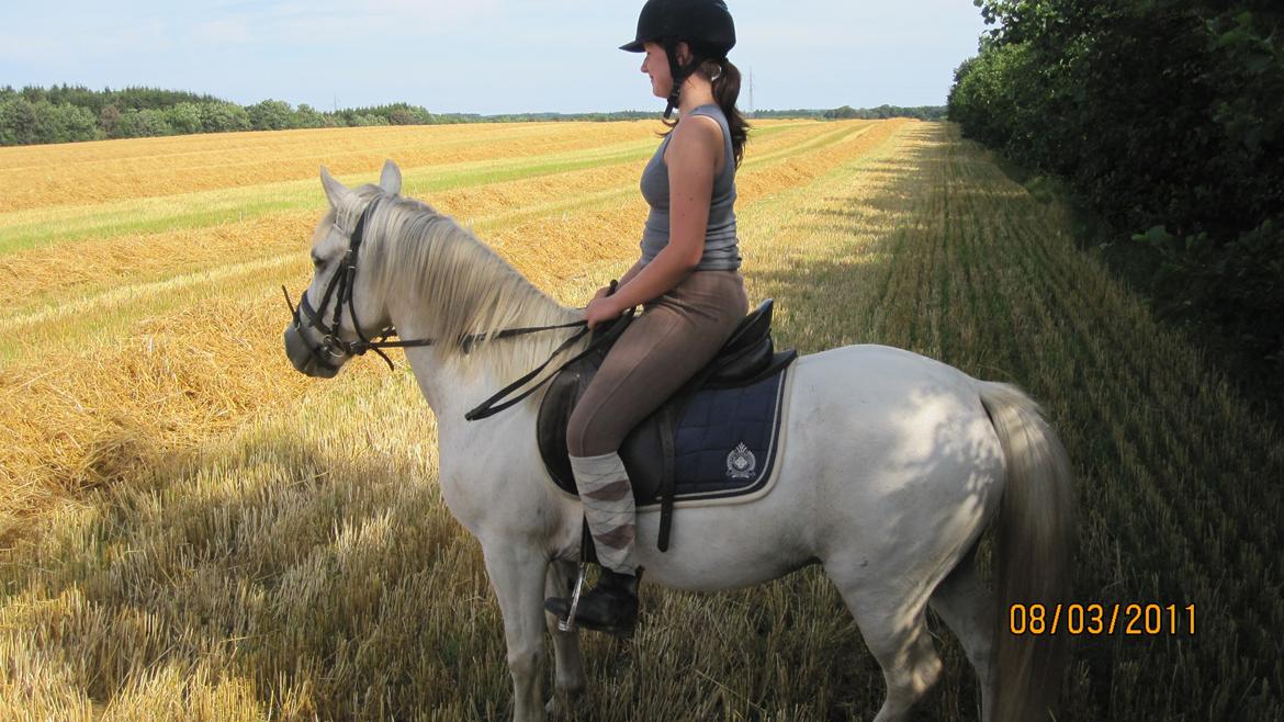 Anden særlig race Lucky - Så skal der strækkes ud, på den ny høstede mark. billede 6