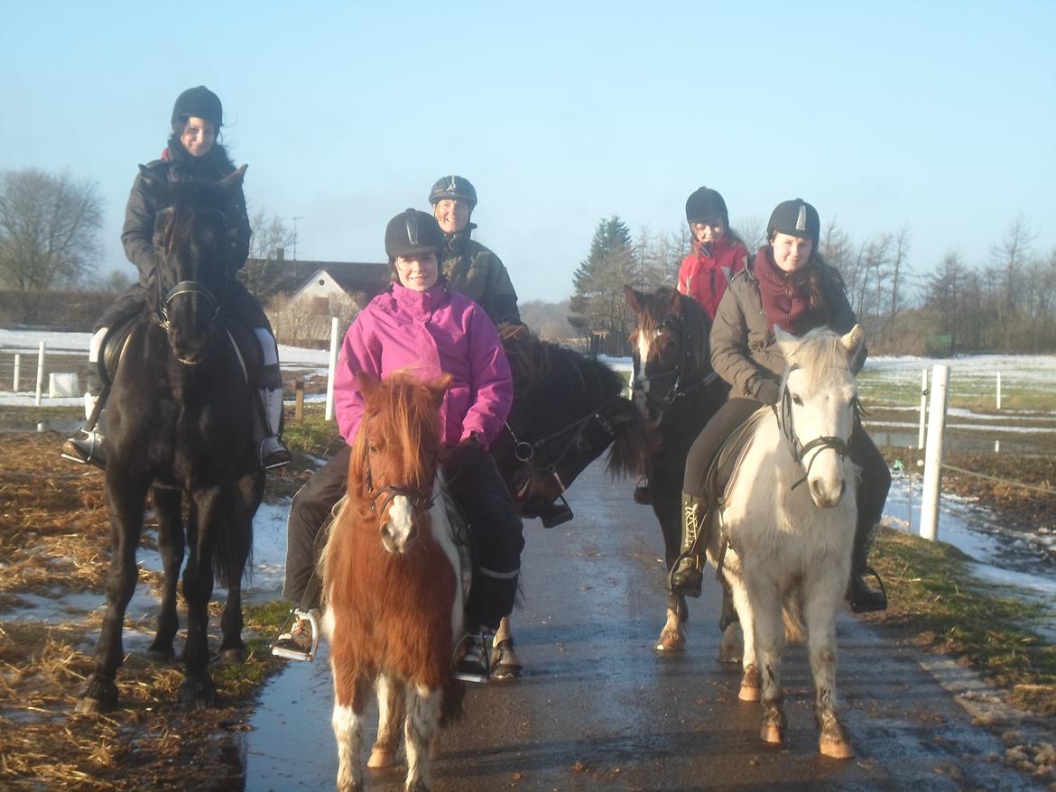 Anden særlig race Lucky - Hyggelig fælles tur i Julen, 2012. billede 8
