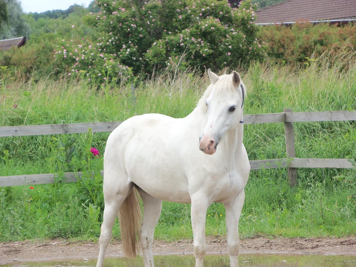 Welsh Pony (sec B) SKOVBJERGS BLAI billede 6