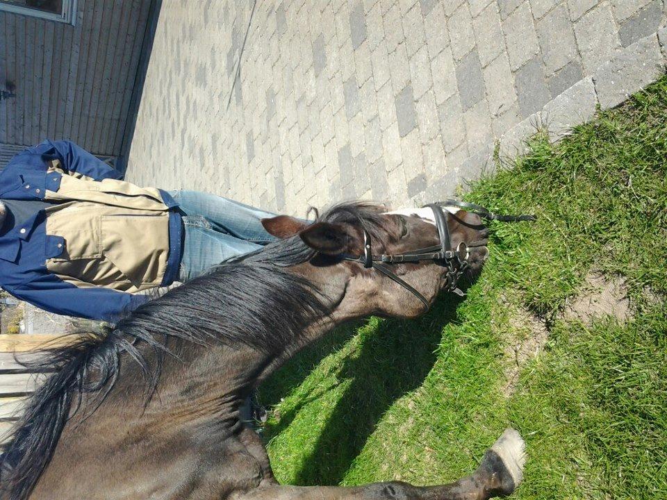 Anden særlig race Fanfan - første gang drengen var hjemme hos mig<3 billede 7