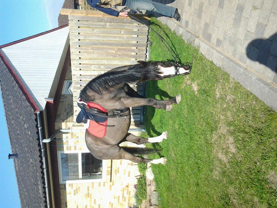 Anden særlig race Fanfan - første gang drengen var hjemme hos mig<3 billede 9