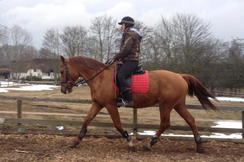 Anden særlig race silja billede 3