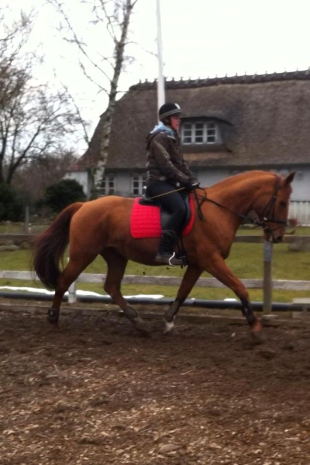 Anden særlig race silja billede 4