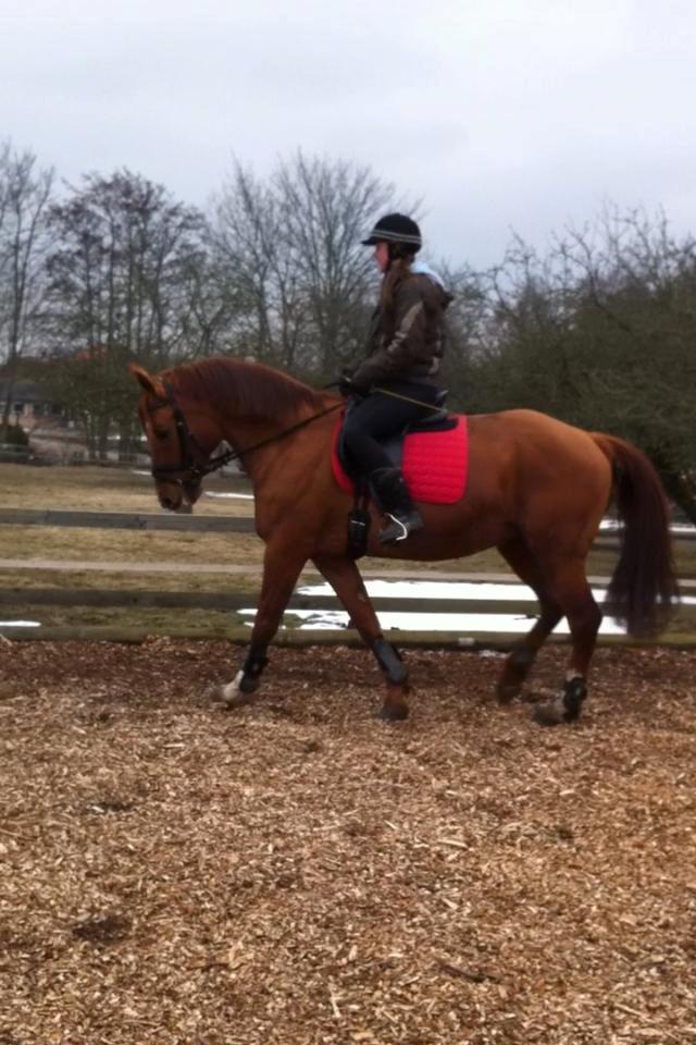 Anden særlig race silja billede 5