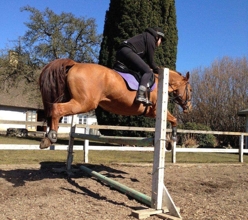 Anden særlig race silja billede 6