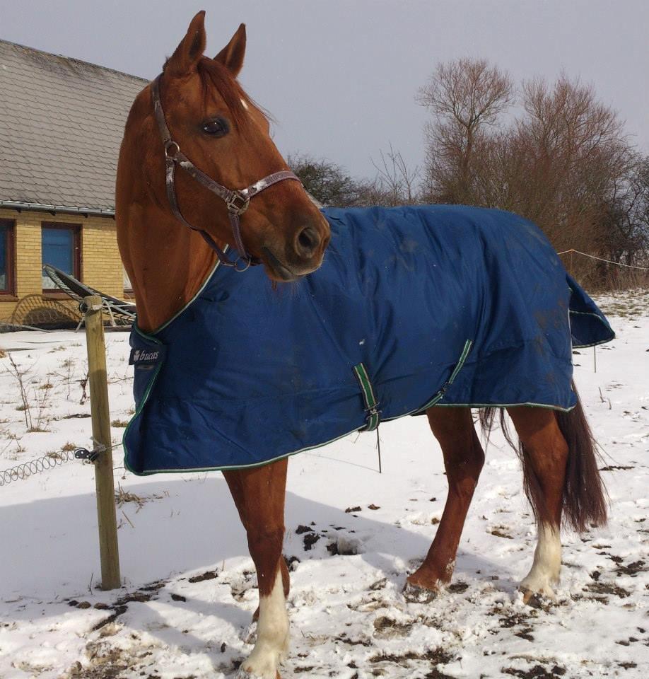 Anden særlig race silja billede 1