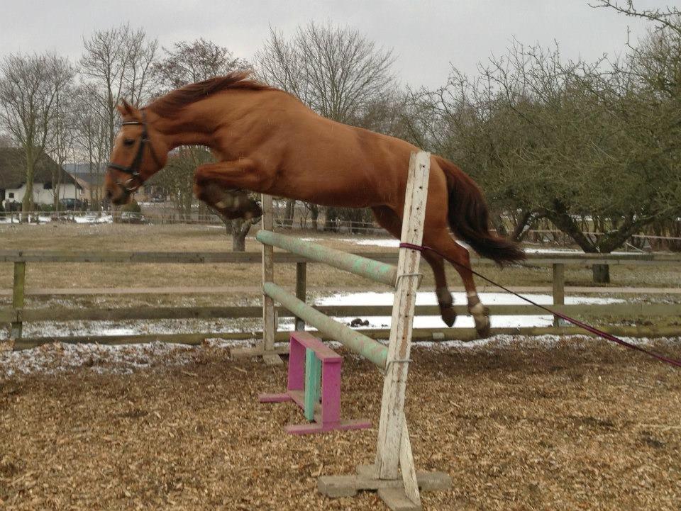 Anden særlig race silja billede 2