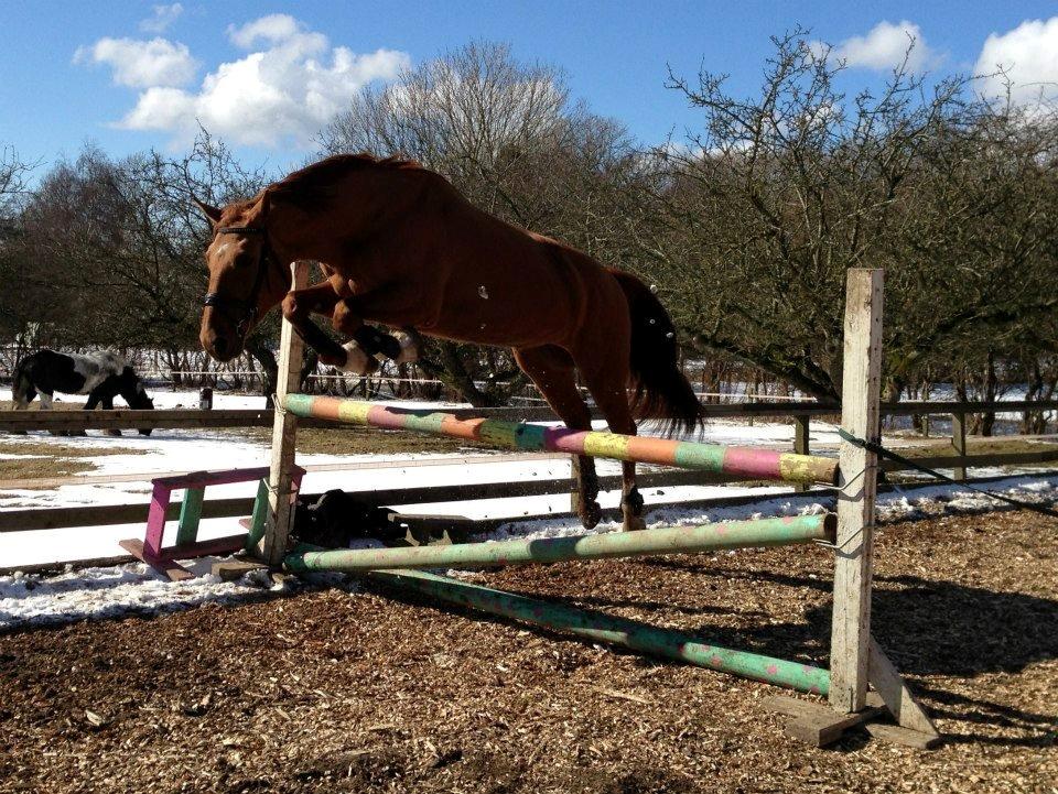 Anden særlig race silja billede 7