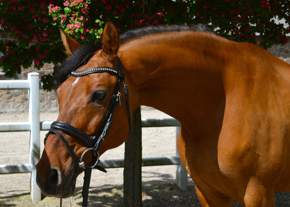 Tysk Sportspony HB Dreamgirl billede 4