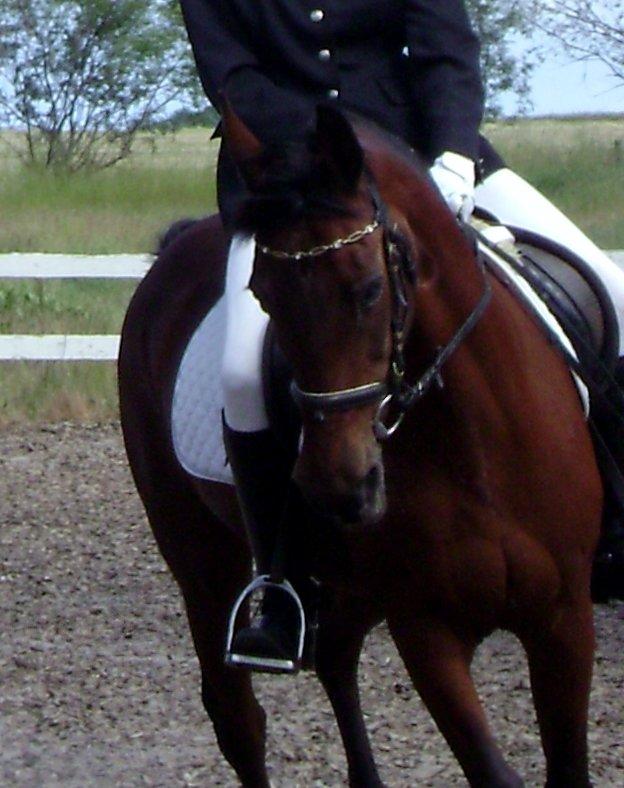 Anden særlig race Rinal (RIP) billede 1