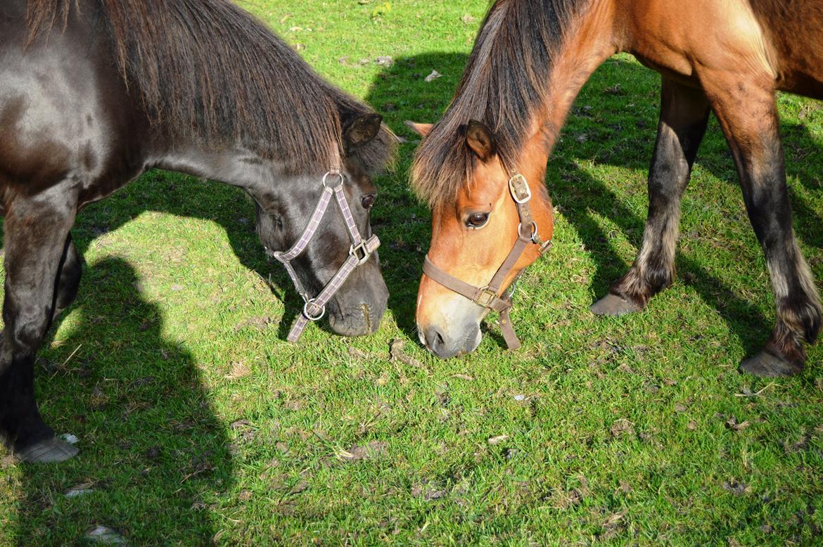 Anden særlig race Misti billede 8