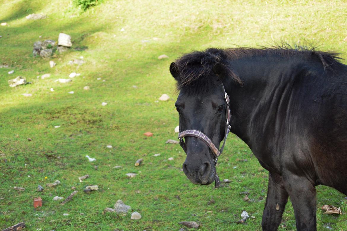 Anden særlig race Misti billede 9
