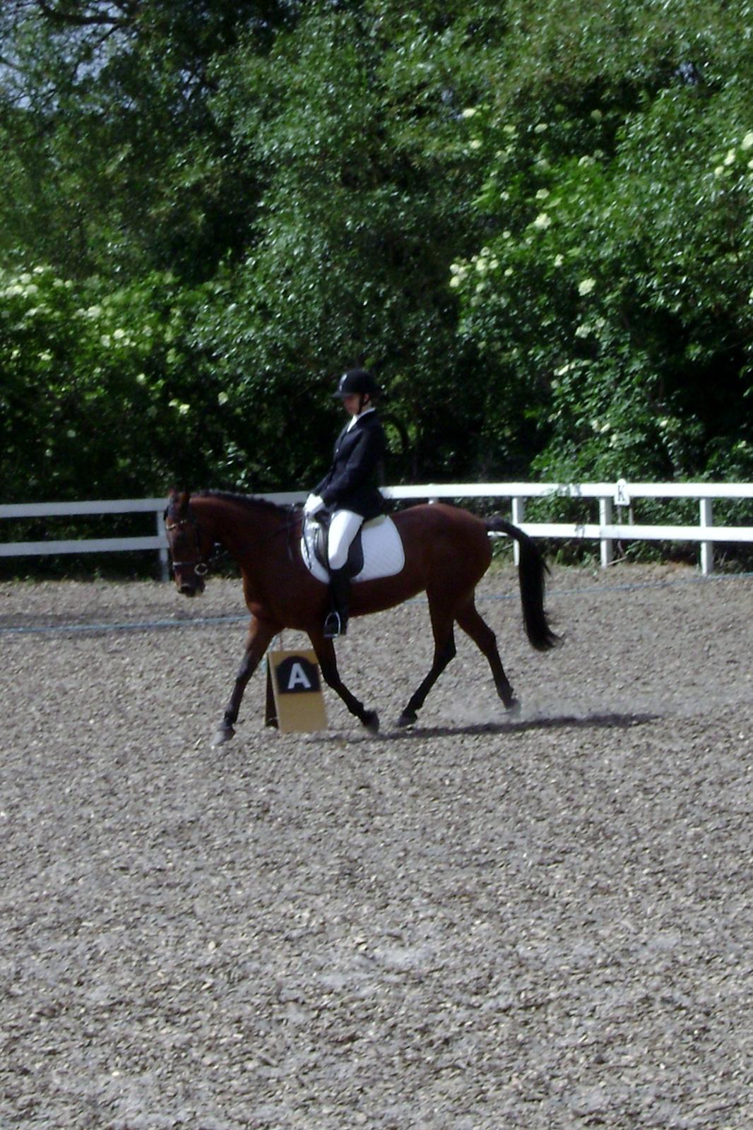 Anden særlig race Rinal (RIP) billede 7