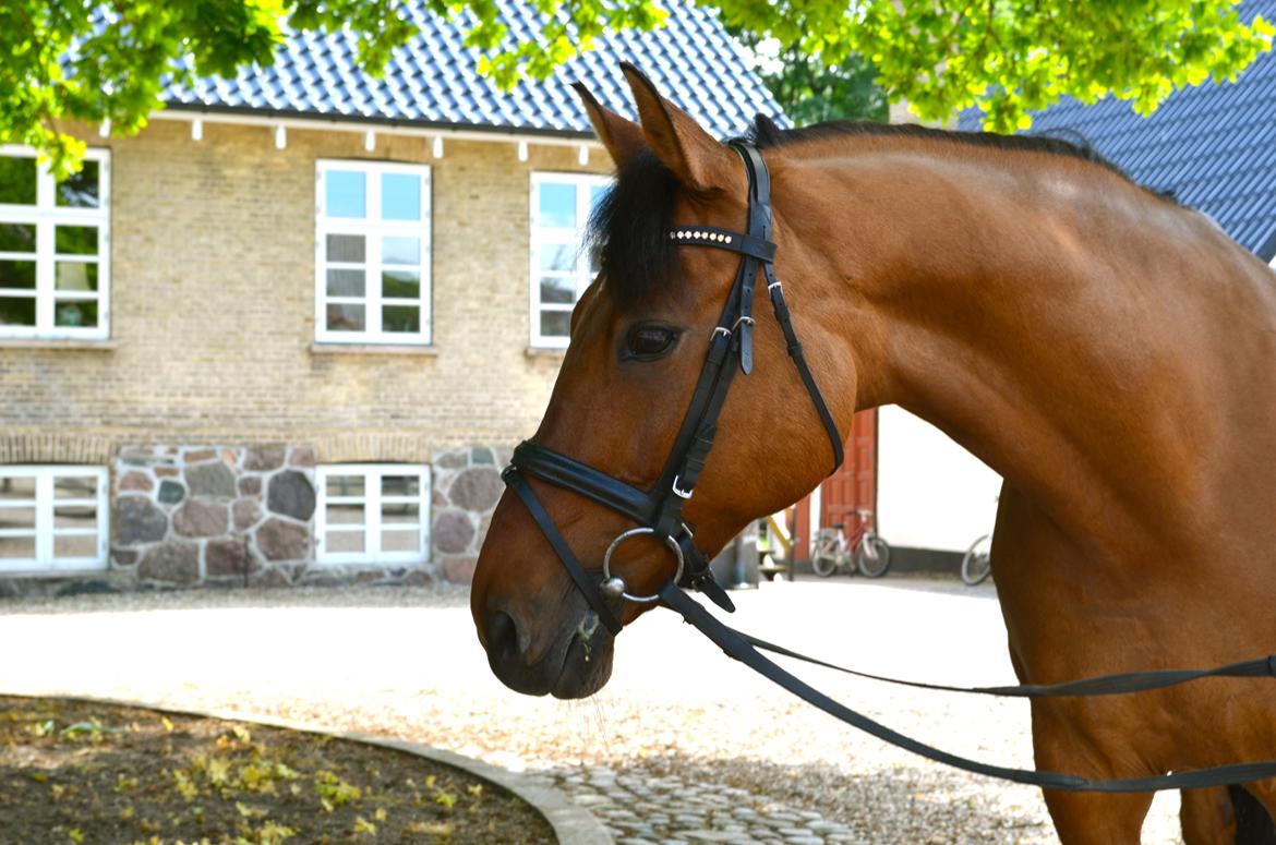 Tysk Sportspony HB Dreamgirl billede 17