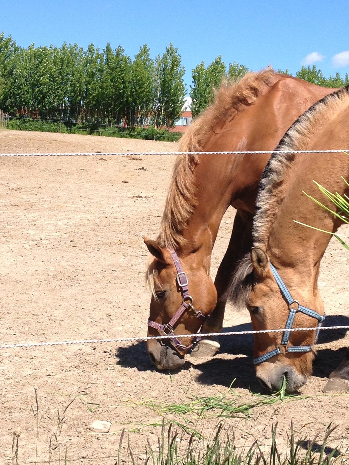 Anden særlig race Thor billede 14
