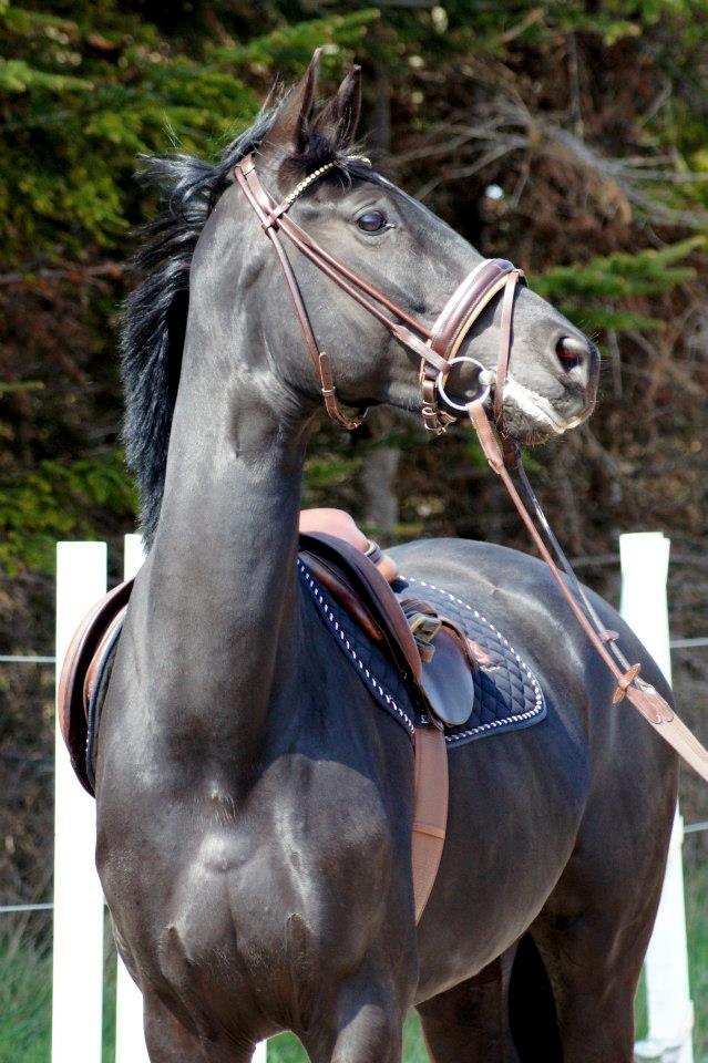 Hannoveraner Didoo von Hestebjerggaard billede 10