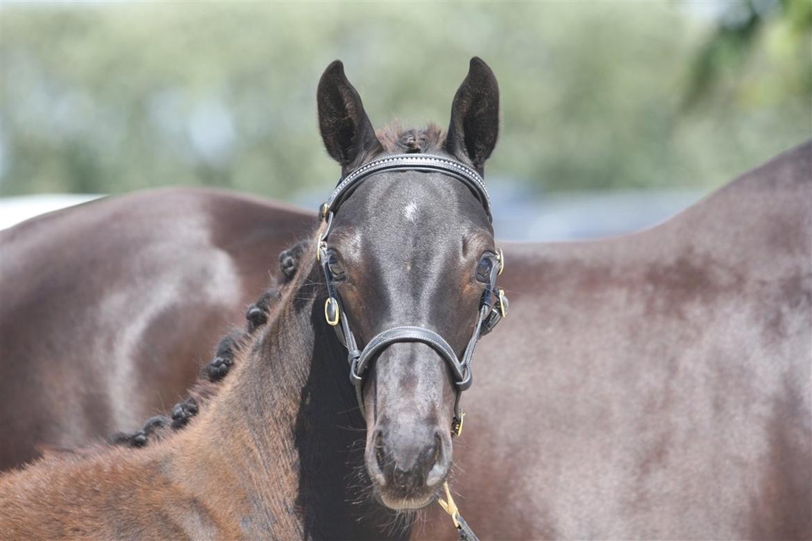 Hannoveraner Didoo von Hestebjerggaard - Baby-Doolle til følskue. billede 2