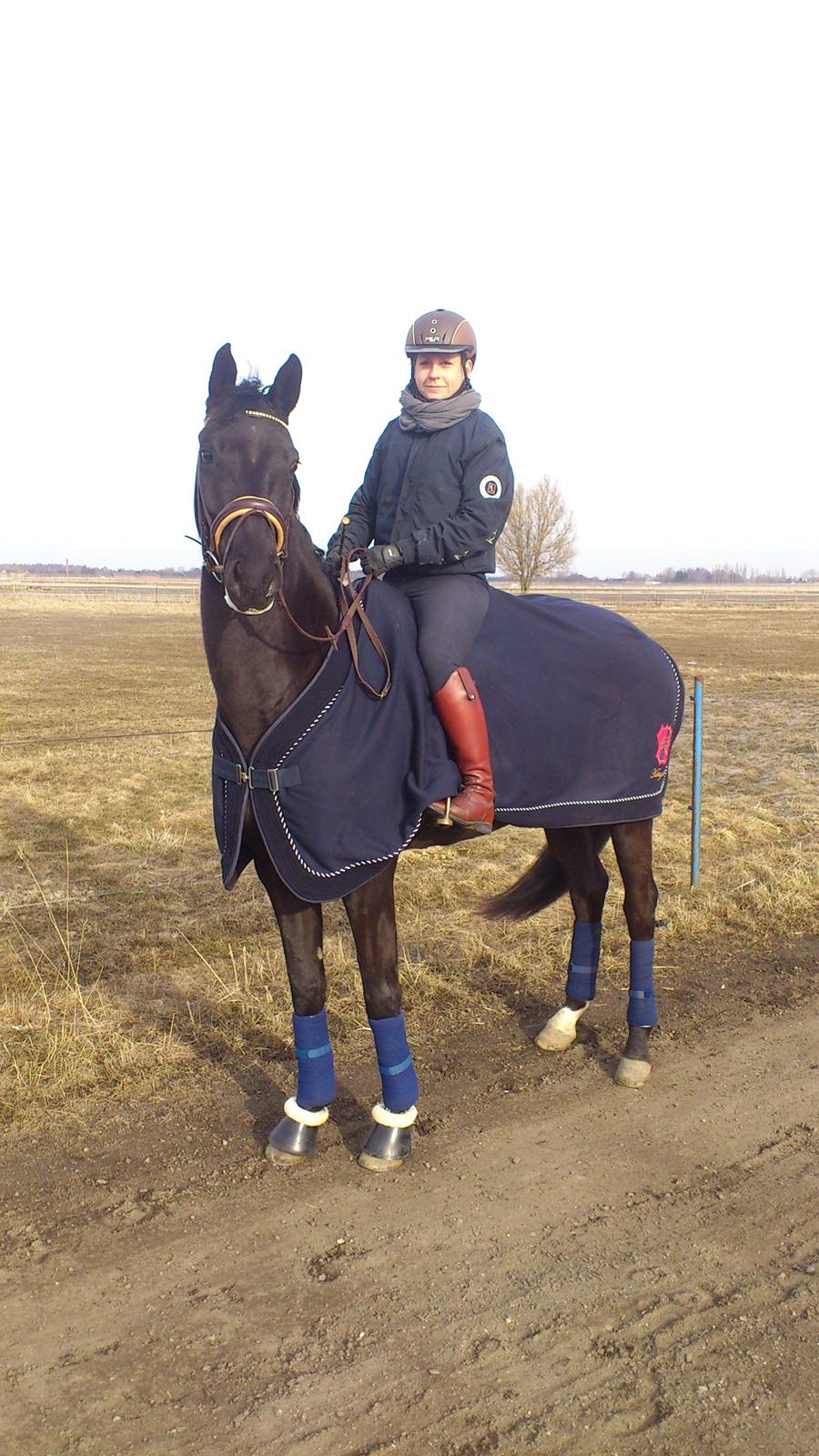 Hannoveraner Didoo von Hestebjerggaard billede 12