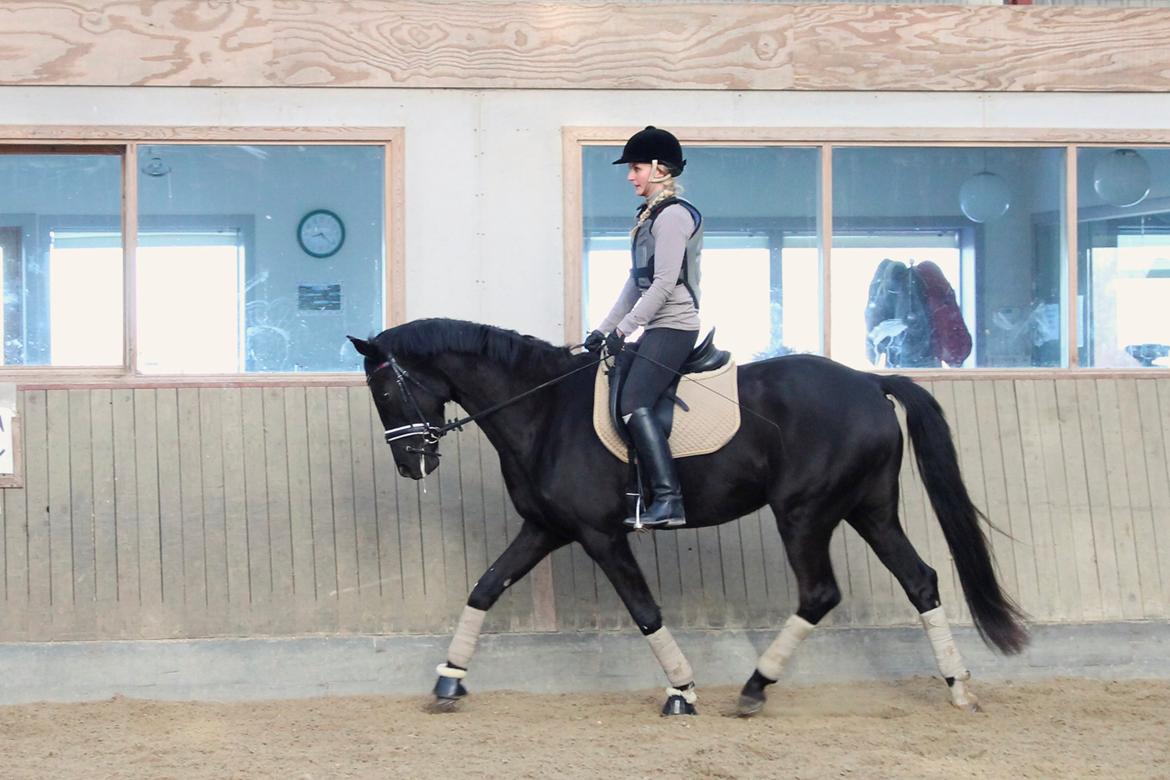 Hannoveraner Didoo von Hestebjerggaard - 10. gang under rytter på bane. billede 11