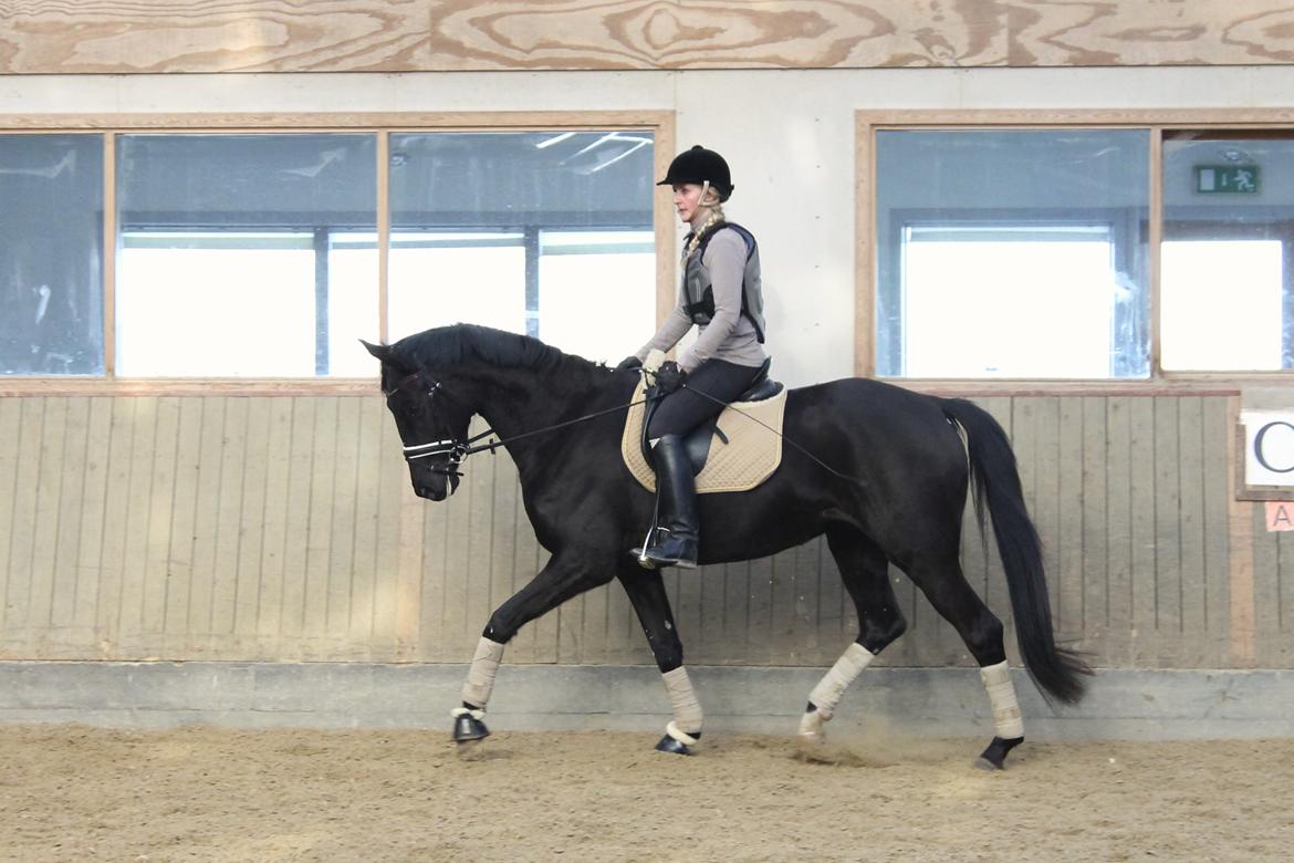 Hannoveraner Didoo von Hestebjerggaard billede 13