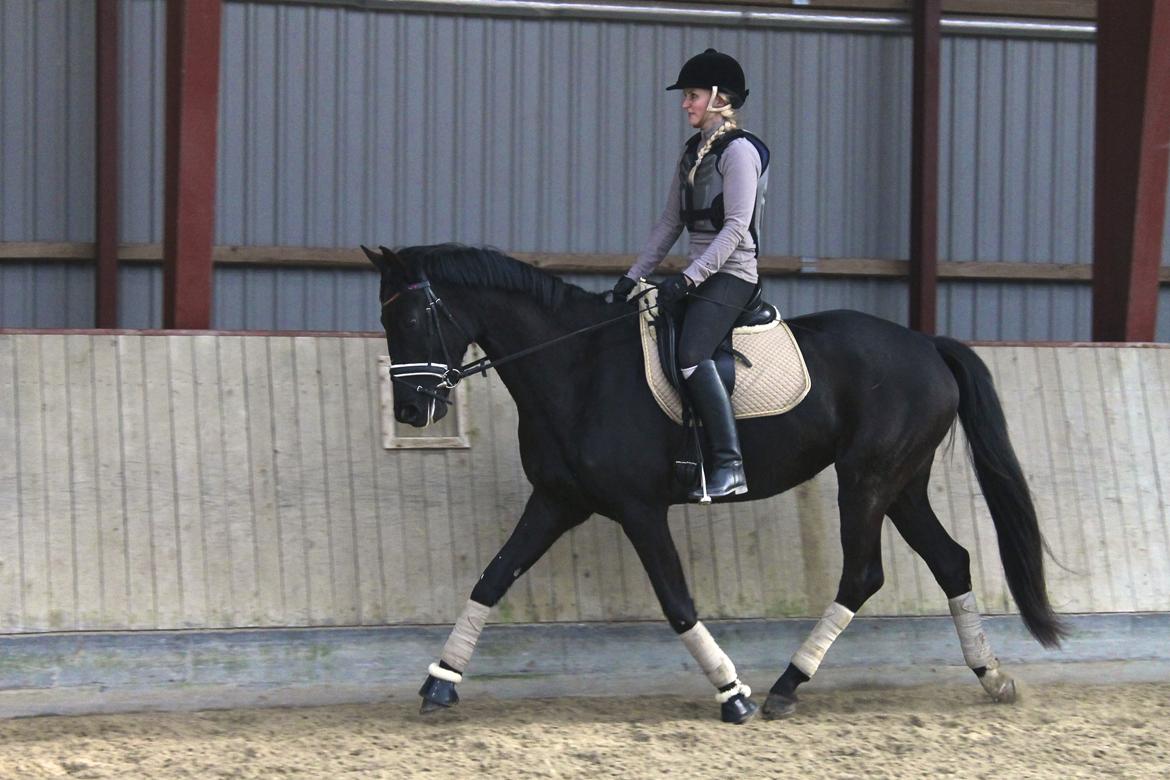 Hannoveraner Didoo von Hestebjerggaard billede 15