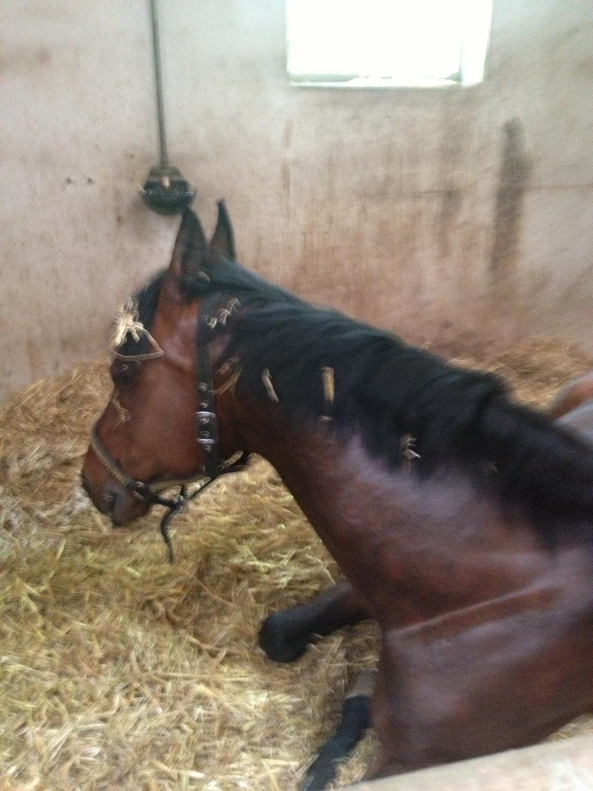 Dansk Varmblod Unikum billede 5