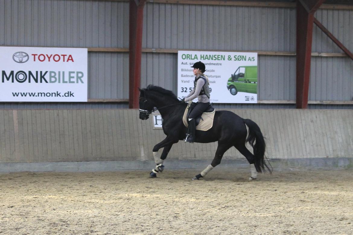 Hannoveraner Didoo von Hestebjerggaard billede 16
