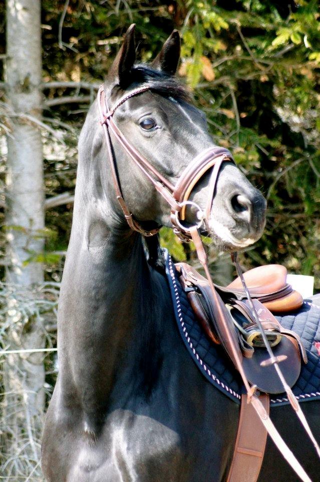 Hannoveraner Didoo von Hestebjerggaard billede 17