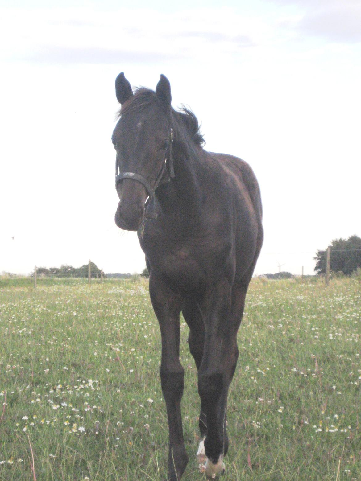 Hannoveraner Didoo von Hestebjerggaard billede 3
