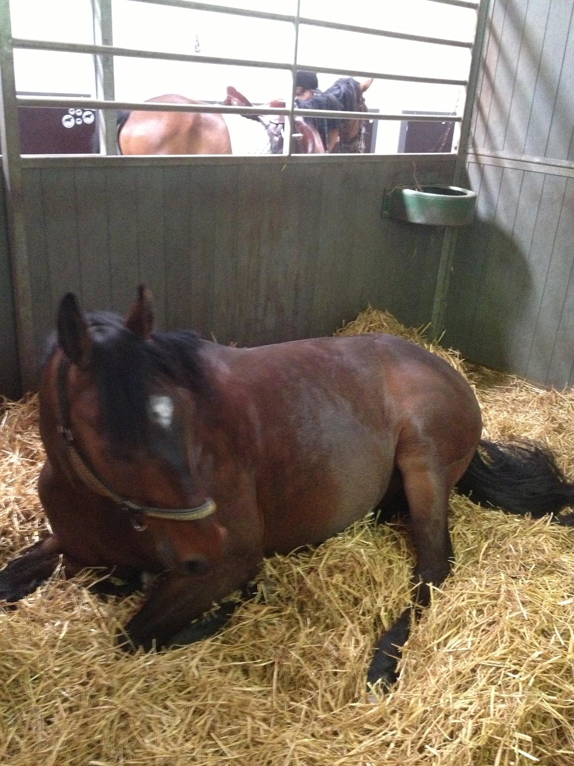 Dansk Varmblod Unikum billede 4