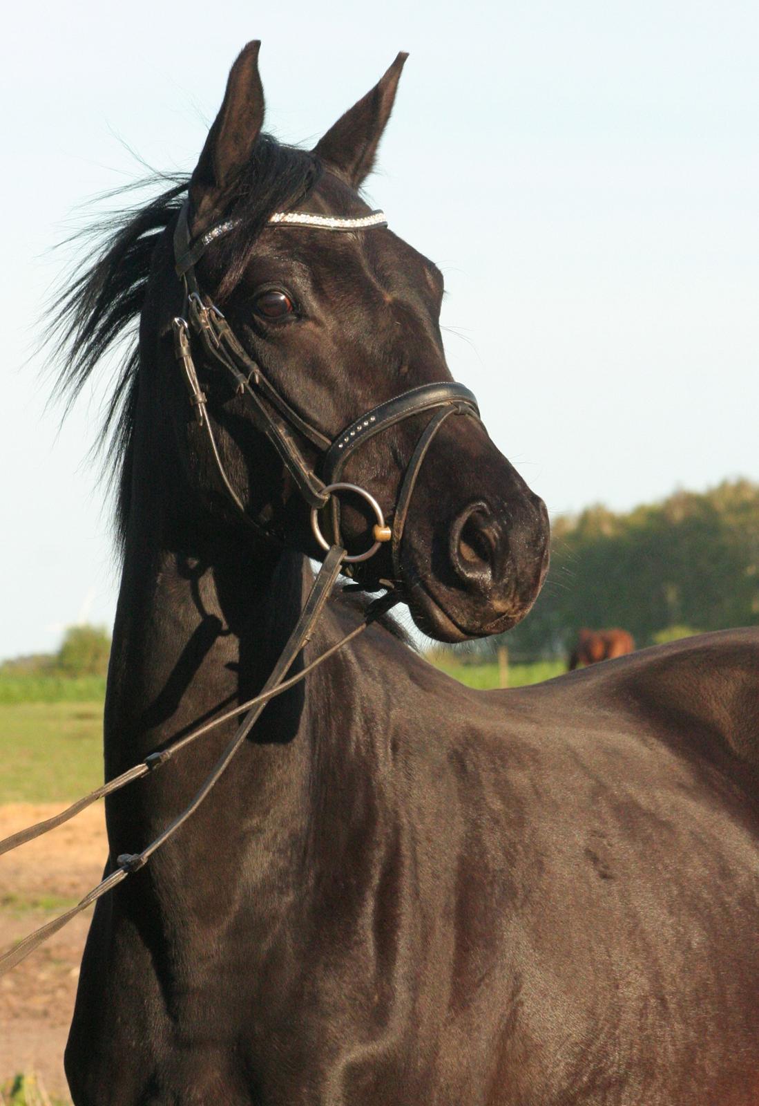 Hannoveraner Didoo von Hestebjerggaard billede 7