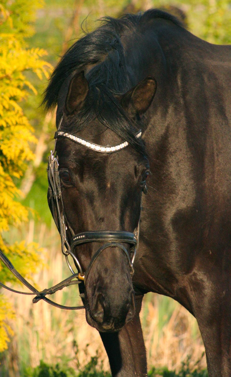 Hannoveraner Didoo von Hestebjerggaard billede 8