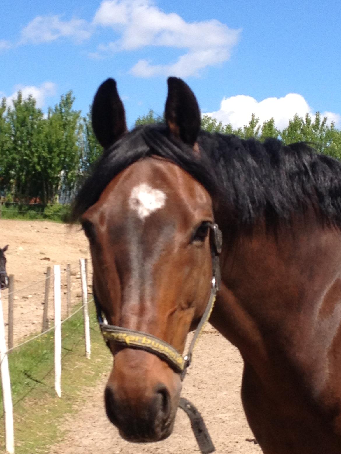 Dansk Varmblod Unikum billede 2