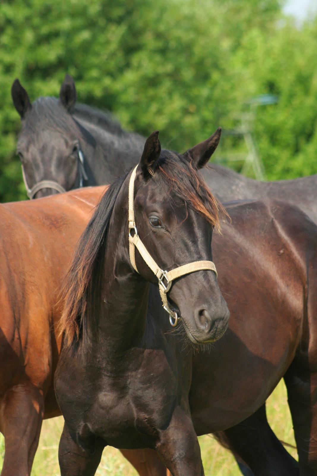 Hannoveraner Didoo von Hestebjerggaard - Doollen som 2 års.  billede 5