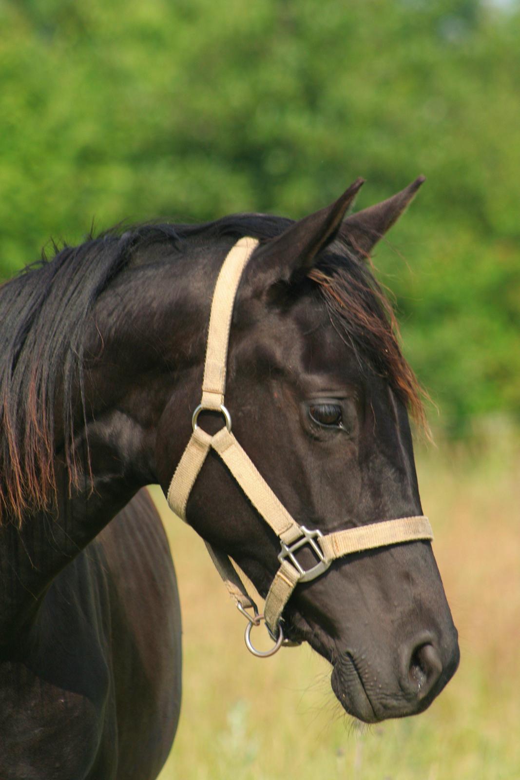 Hannoveraner Didoo von Hestebjerggaard - Doollen som 2 års.  billede 4