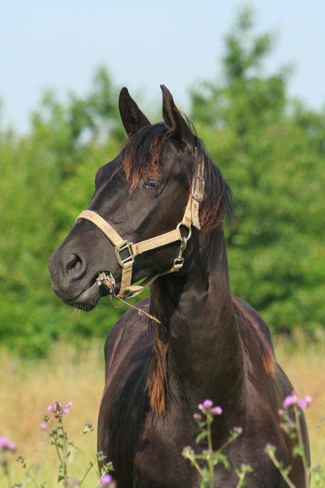 Hannoveraner Didoo von Hestebjerggaard - Doollen som 2 års.  billede 6