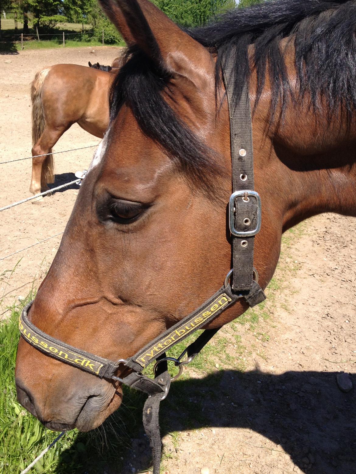 Dansk Varmblod Unikum billede 15