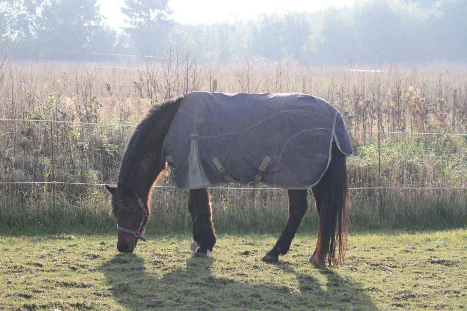 Anden særlig race Flicka *AFLIVET* billede 12